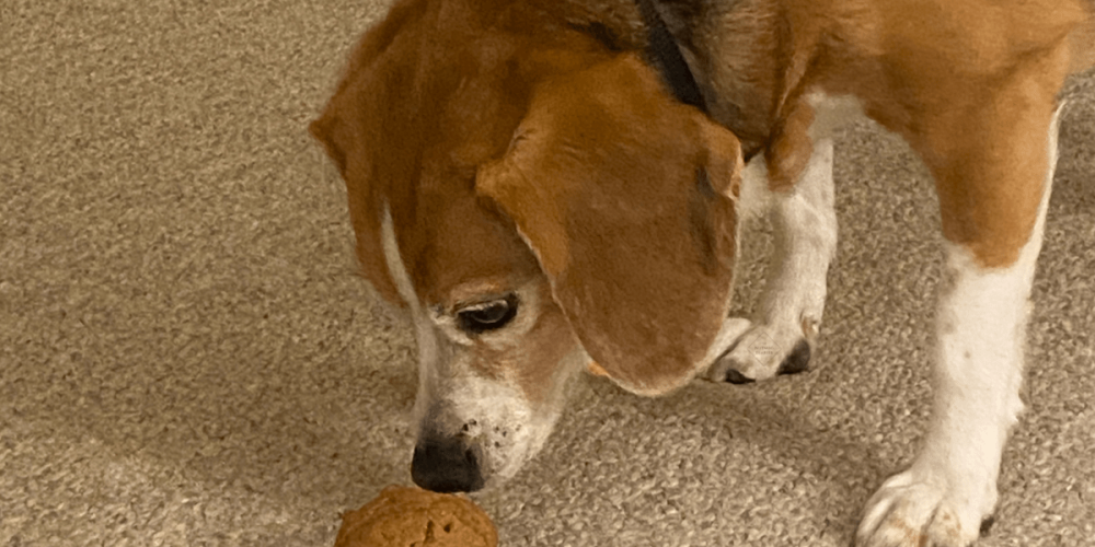 pupcakes dog dogs