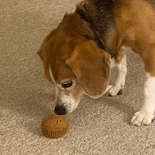 pupcakes dog dogs