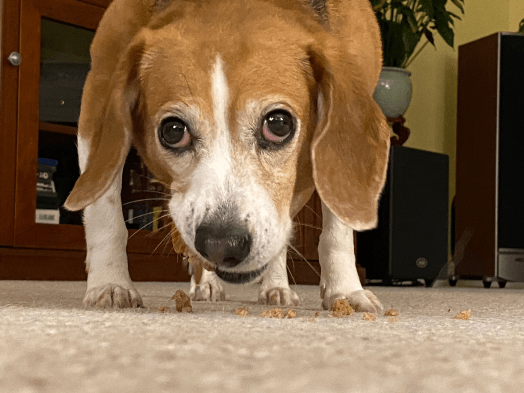 pupcakes dog dogs