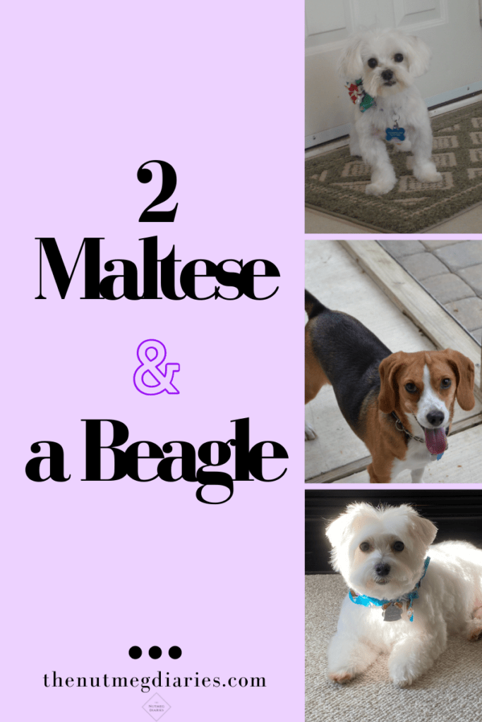 Dog Pinterest