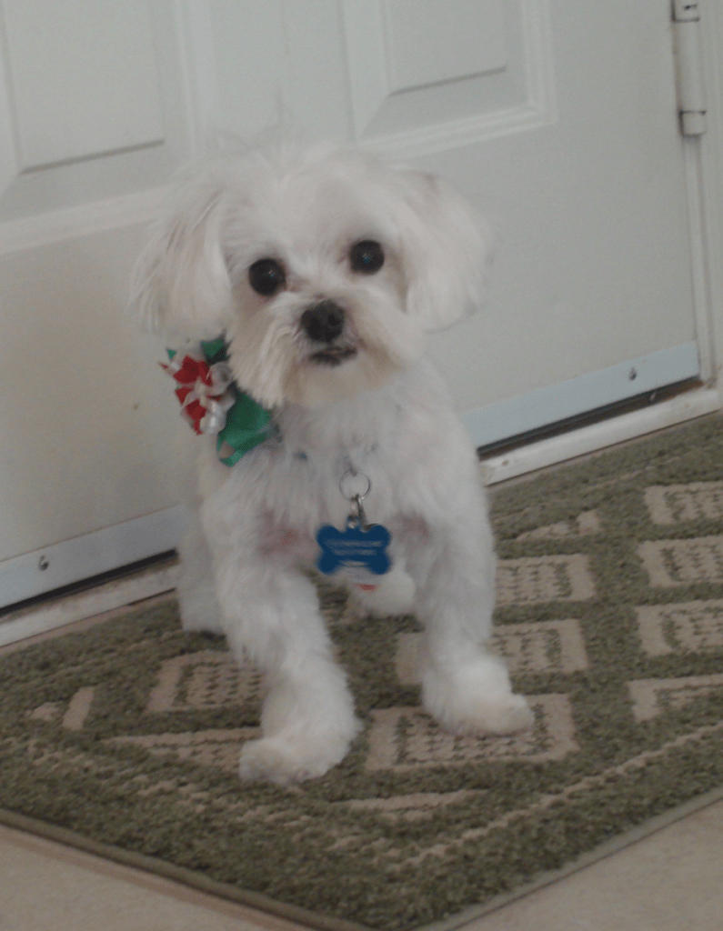 Dog Charlie