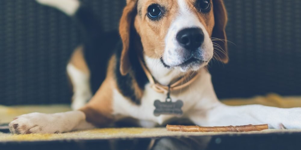 must have items for dog