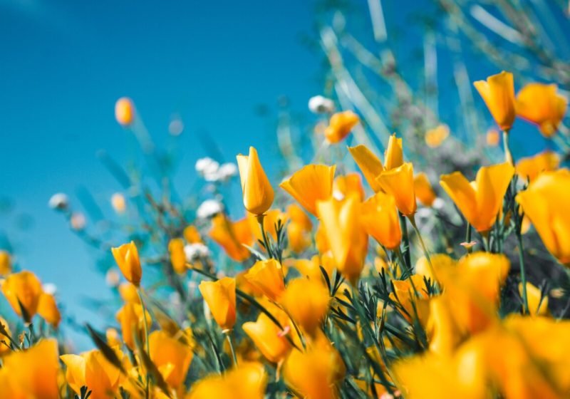 Spring Quotes