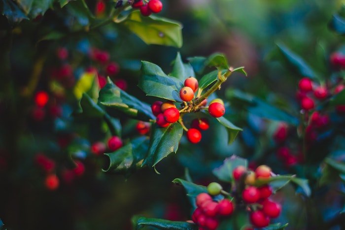 Holiday trivia